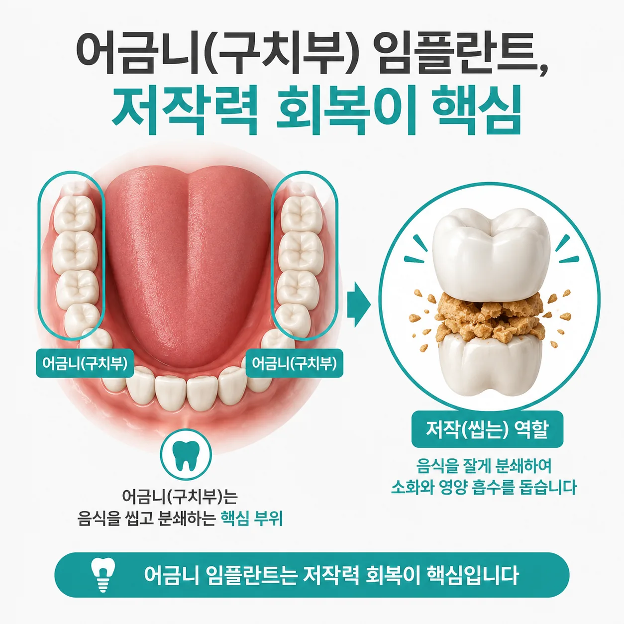 어금니 구치부의 위치와 저작 기능을 설명하는 일러스트