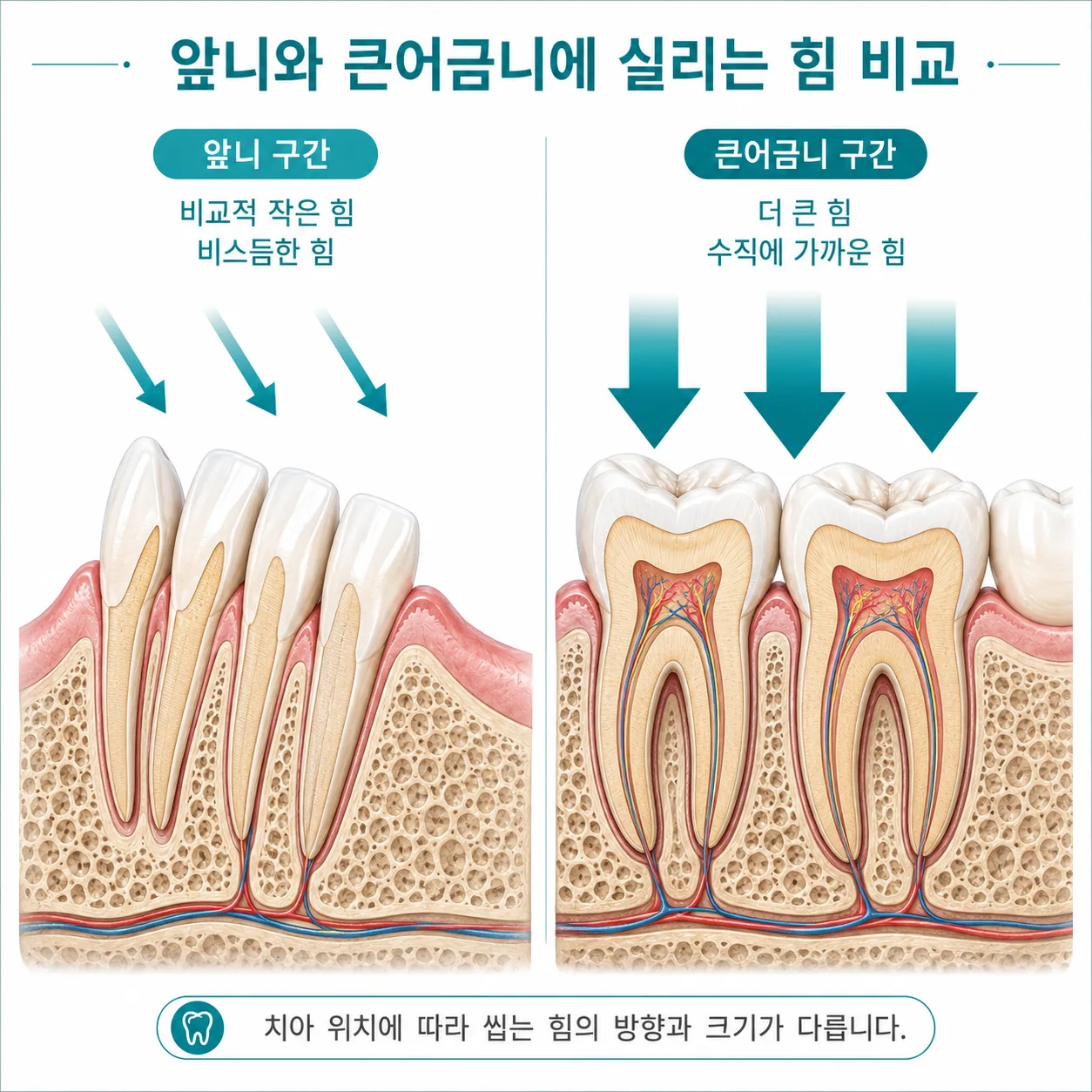 앞니와 큰어금니 구간의 저작 부하 차이 일러스트